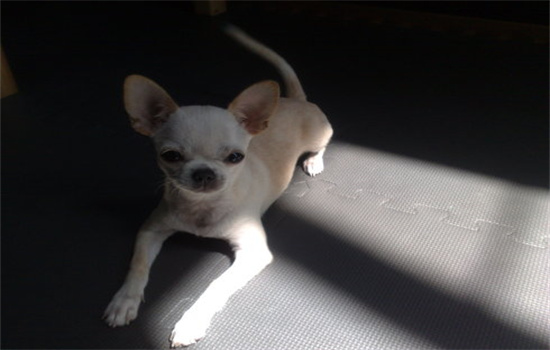 吉娃娃不吃东西没精神怎么办