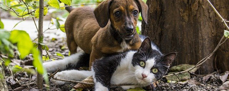 猫咪可以吃狗粮吗?