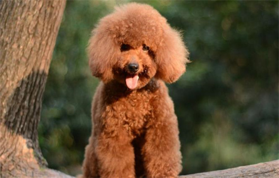 泰迪属于贵宾犬吗