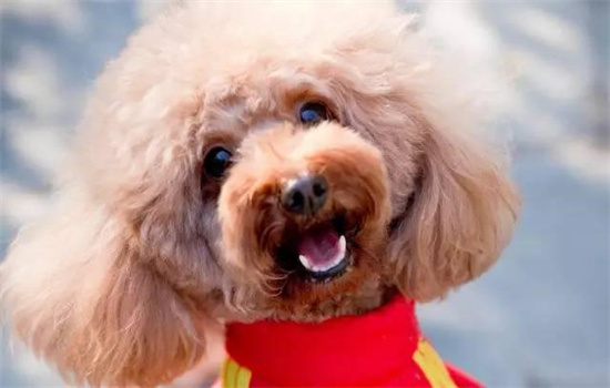 泰迪纯种怎么区分