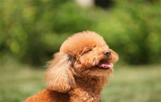 泰迪一年发几次情