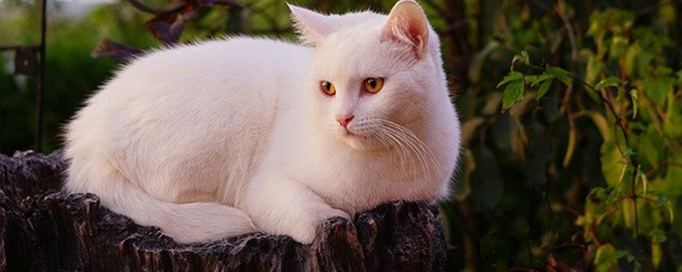 猫咪可不可以吃鸡蛋白