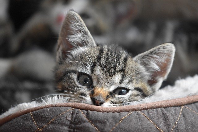 猫咪多大开始吃营养膏
