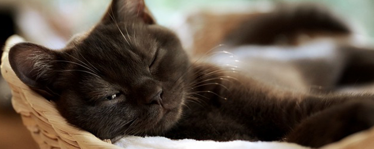 母猫越来越瘦是什么情况