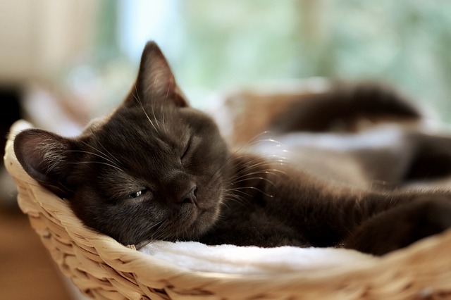 5个月的猫怀孕怎么办