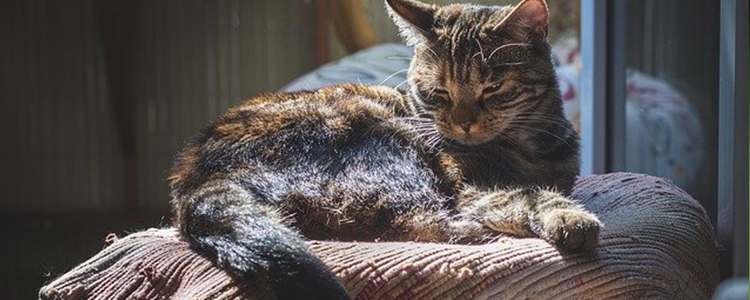 猫咪吃冷食好还是热的好