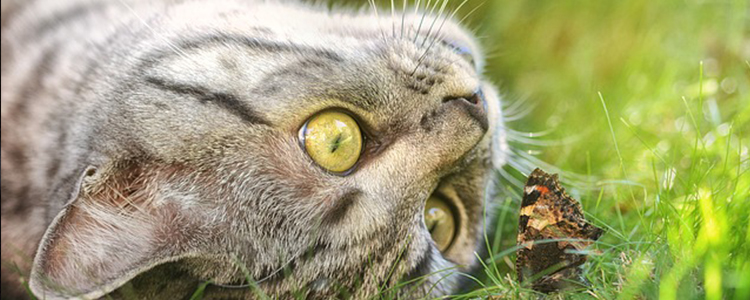 6个月猫咪吃幼猫粮还是成猫粮