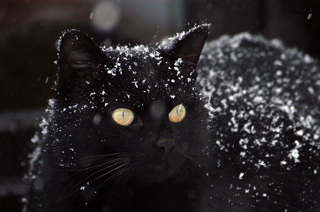 6个月猫咪吃幼猫粮还是成猫粮