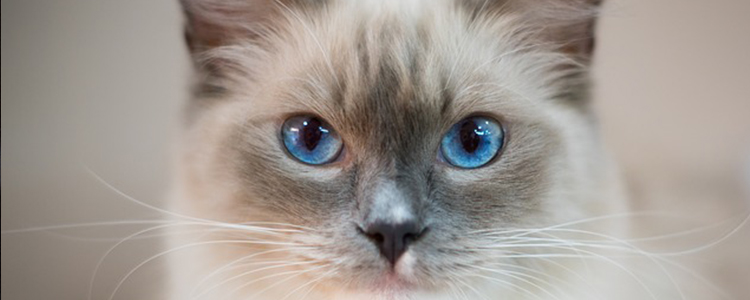 怀孕猫咪下体有白色分泌物多久生