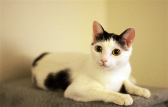 猫能不能吃葡萄