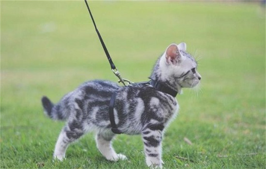 猫可以遛弯吗