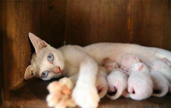 猫为什么要踩奶