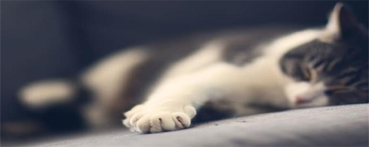 公猫在地上打滚磨蹭什么意思