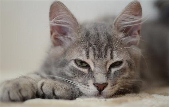 猫怕黄瓜是真的吗