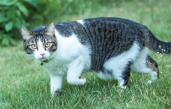 猫为什么喜欢猫薄荷的味道