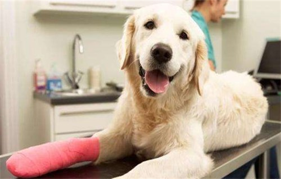 狗狗为什么莫名其妙的瘸了