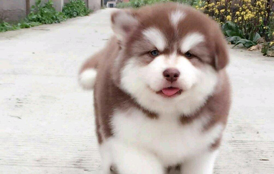 狗狗拉屎有白色的虫子怎么回事