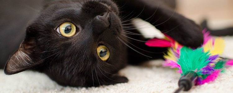 猫到新家会有什么反应