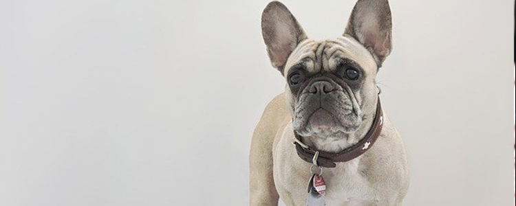 狗狗脖子长了好多小疙瘩是怎么回事