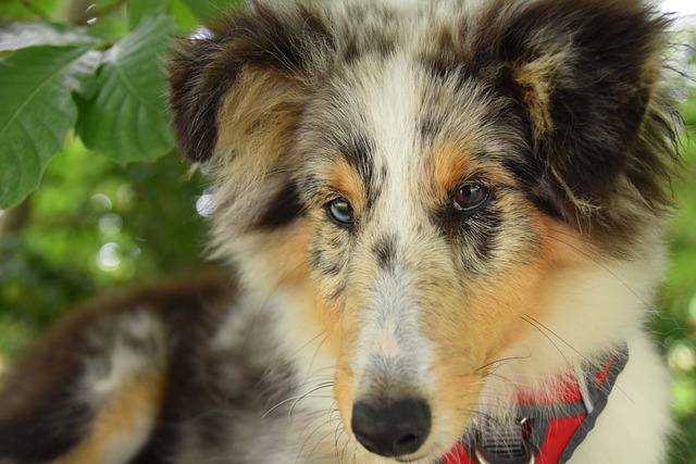 老年狗肛周瘤保守治疗