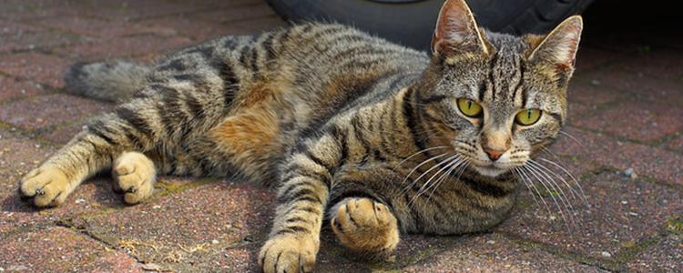 猫咪为什么总是抖尾巴