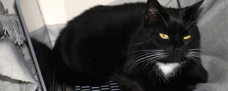 猫尿为什么这么臭