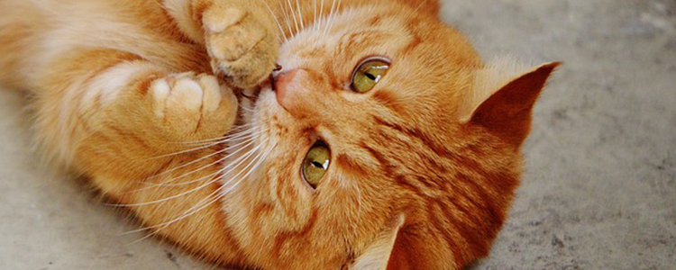 小奶猫多大第一次驱虫