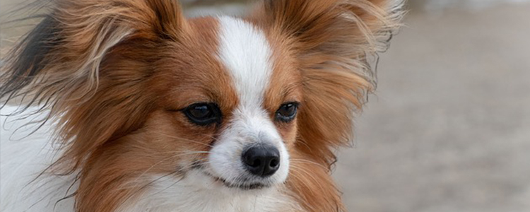 狗狗吃火腿肠皮和铁环怎么办