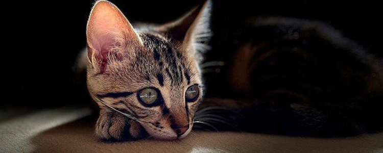 猫吃东西发出磨牙声音