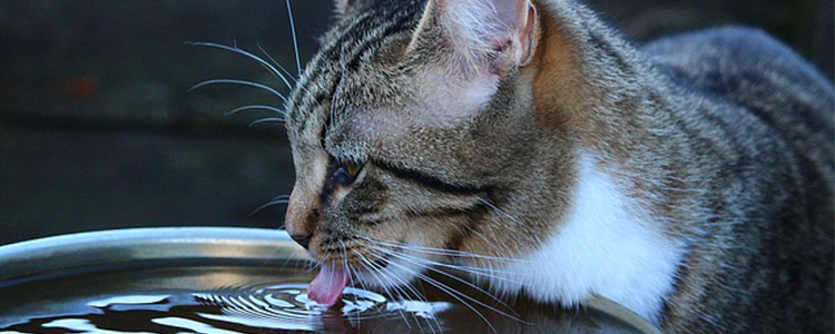 猫猫能吃人吃的维生素b吗