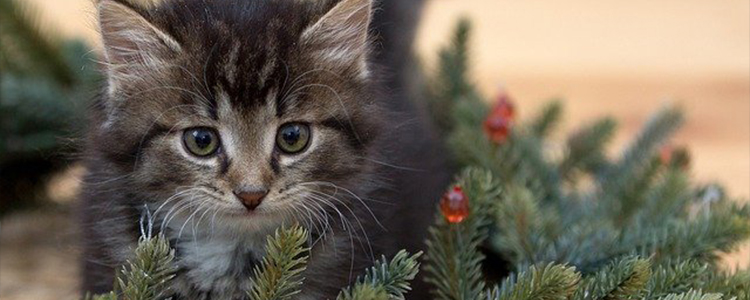 两个月的小猫能单独放在家吗