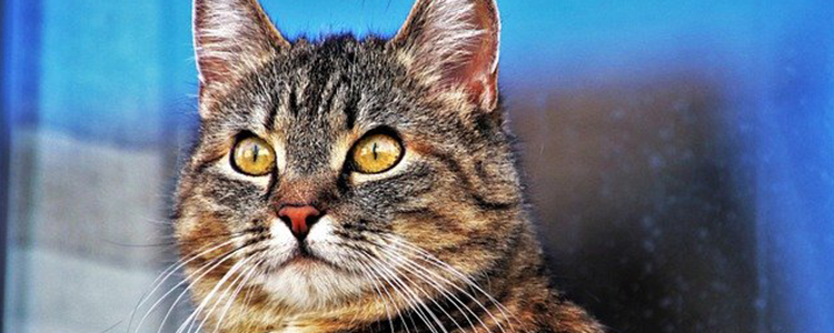 猫怀孕五十天为啥看不出来