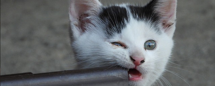 猫咪吃了点塑料袋怎么办