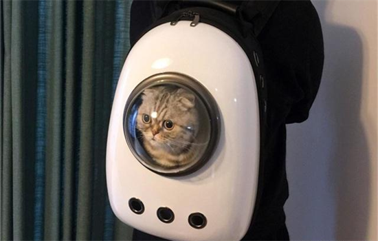 猫不能吃盐是真的吗