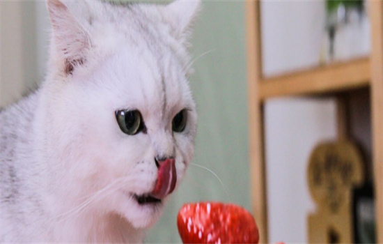 哪些水果猫咪不能吃