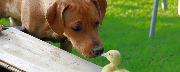 狗不小心吃了奥利奥怎么办