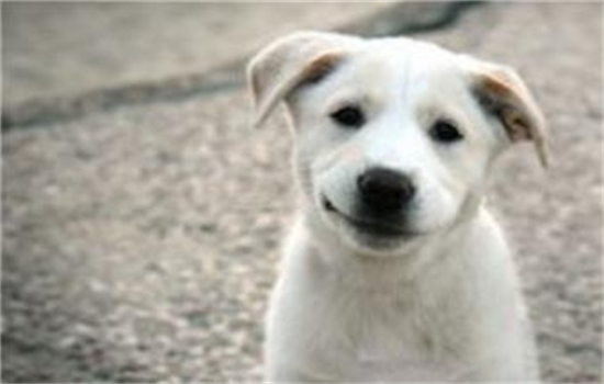 狗喜欢喝马桶水怎么办