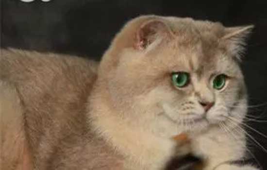 猫吐了稀糊一样的猫粮怎么办