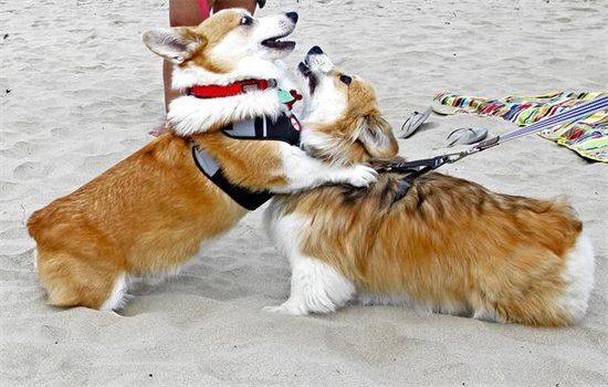 柯基犬攻击性强吗