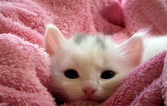 小奶猫一个月大能离开母猫吗