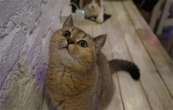 猫喜欢睡猫砂盆怎么办