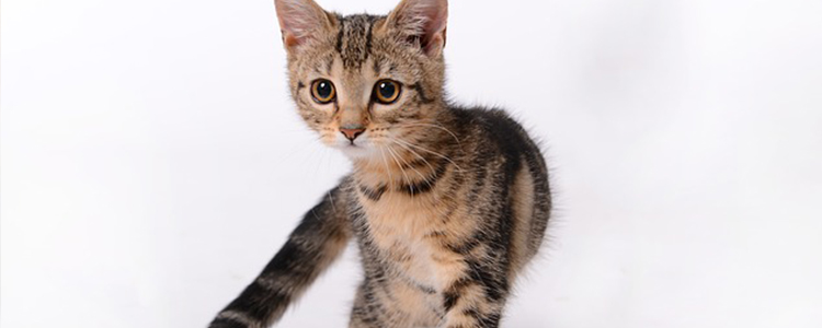 猫为什么总是用脚挠耳朵