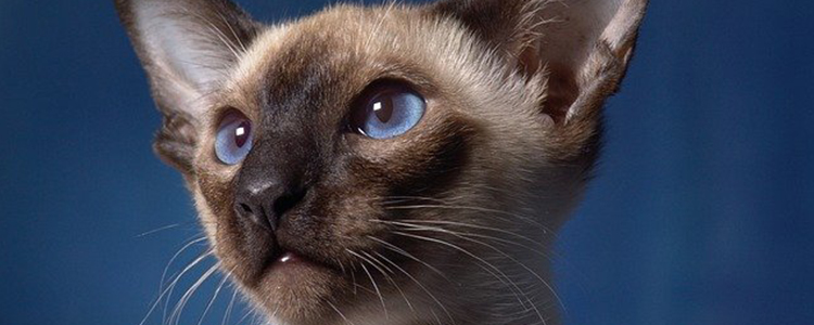 猫可以闻花露水吗