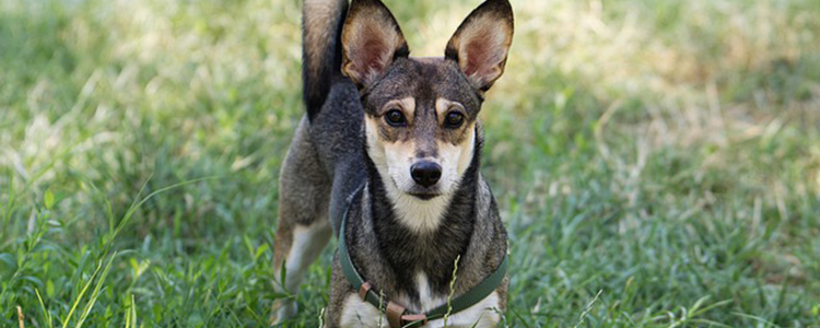 狗奶头上长了黑色的点是什么