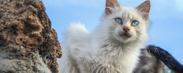 布偶毛色越来越浅是为什么