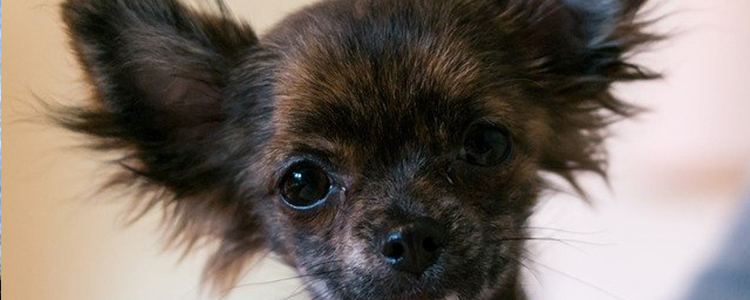 狗叫怎么办如何制止