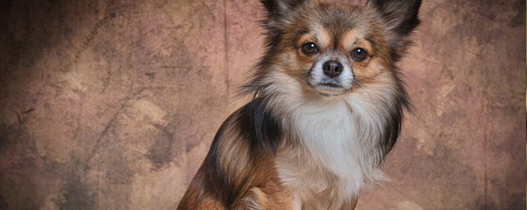 狗鼻子很湿正常吗