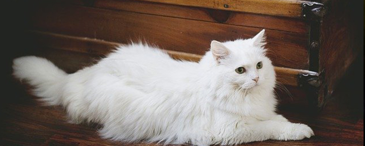 哺乳期猫咪吃什么补充营养