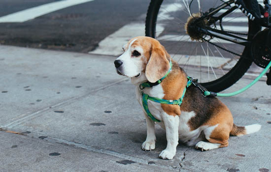 柴犬狐狸柴品相差吗