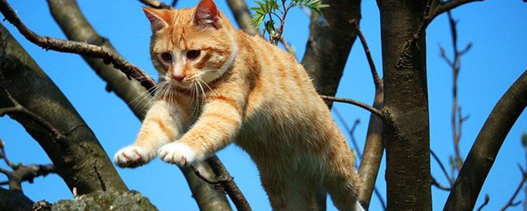 猫叼着玩具边走边叫啥意思